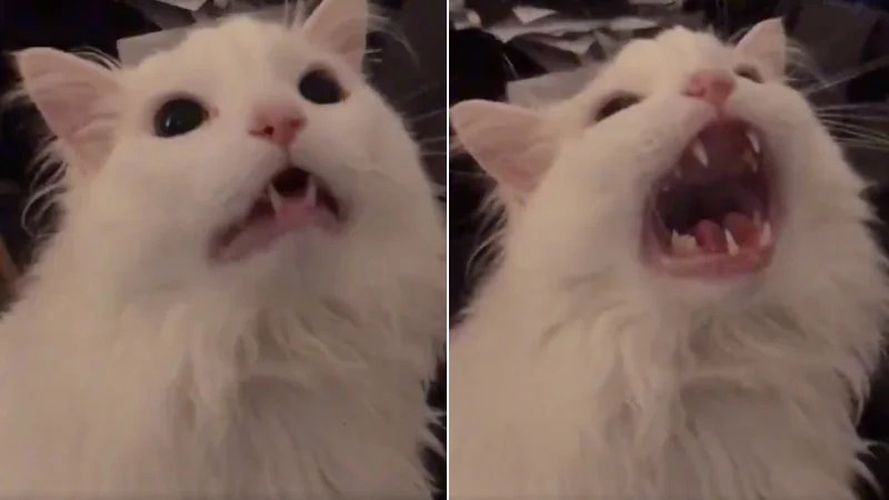 Thurston with his mouth closed, then wide open
