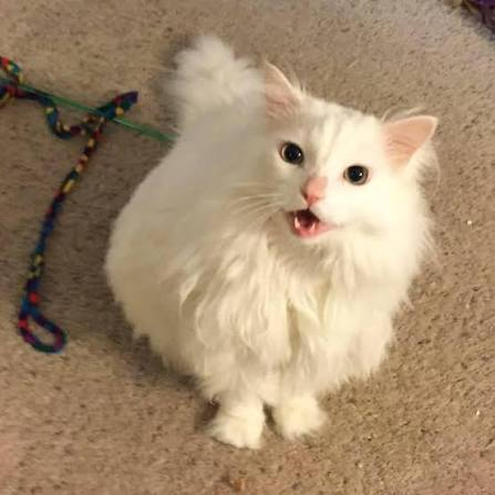 Thurston sitting calmly on a carpet