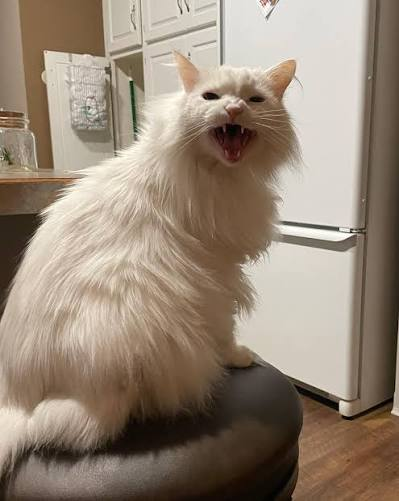 Thurston yelling in the kitchen