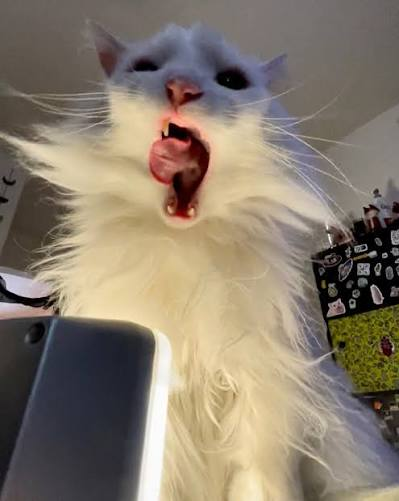 Thurston yelling at full volume
