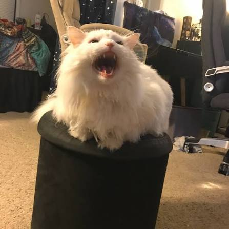 Thurston yelling from a stool